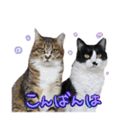 なな猫の仲間達。敬語 ビジネス編（個別スタンプ：3）