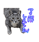 なな猫の仲間達。敬語 ビジネス編（個別スタンプ：11）