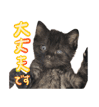 なな猫の仲間達。敬語 ビジネス編（個別スタンプ：14）