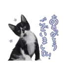 なな猫の仲間達。敬語 ビジネス編（個別スタンプ：19）