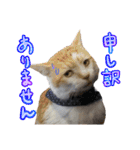 なな猫の仲間達。敬語 ビジネス編（個別スタンプ：20）