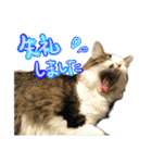 なな猫の仲間達。敬語 ビジネス編（個別スタンプ：22）