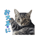 なな猫の仲間達。敬語 ビジネス編（個別スタンプ：24）