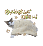 なな猫の仲間達。敬語 ビジネス編（個別スタンプ：25）