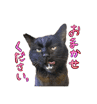 なな猫の仲間達。敬語 ビジネス編（個別スタンプ：30）