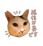 なな猫の仲間達。敬語 ビジネス編（個別スタンプ：32）