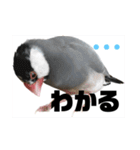 桜文鳥わすけ あいづちわす【改訂版】（個別スタンプ：5）