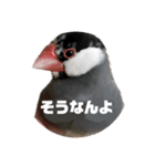 桜文鳥わすけ あいづちわす【改訂版】（個別スタンプ：15）