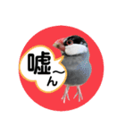 桜文鳥わすけ あいづちわす【改訂版】（個別スタンプ：18）