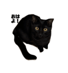 黒猫諭吉のゆるい生活（個別スタンプ：2）