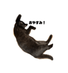 黒猫諭吉のゆるい生活（個別スタンプ：5）