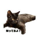 黒猫諭吉のゆるい生活（個別スタンプ：6）