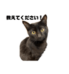 黒猫諭吉のゆるい生活（個別スタンプ：7）