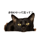 黒猫諭吉のゆるい生活（個別スタンプ：8）