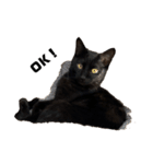 黒猫諭吉のゆるい生活（個別スタンプ：9）