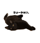 黒猫諭吉のゆるい生活（個別スタンプ：10）