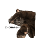 黒猫諭吉のゆるい生活（個別スタンプ：11）