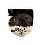 黒猫諭吉のゆるい生活（個別スタンプ：13）