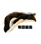 黒猫諭吉のゆるい生活（個別スタンプ：14）