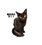 黒猫諭吉のゆるい生活（個別スタンプ：15）