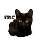 黒猫諭吉のゆるい生活（個別スタンプ：16）