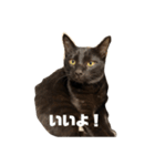 黒猫諭吉のゆるい生活（個別スタンプ：17）