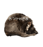 黒猫諭吉のゆるい生活（個別スタンプ：18）