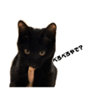 黒猫諭吉のゆるい生活（個別スタンプ：20）