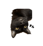 黒猫諭吉のゆるい生活（個別スタンプ：23）