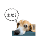 ビーグル ノアっち3（個別スタンプ：1）