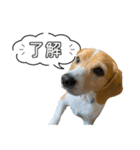 ビーグル ノアっち3（個別スタンプ：4）