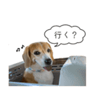 ビーグル ノアっち3（個別スタンプ：5）