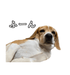 ビーグル ノアっち3（個別スタンプ：7）
