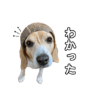 ビーグル ノアっち3（個別スタンプ：10）