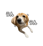 ビーグル ノアっち3（個別スタンプ：12）