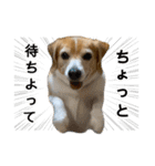 ビーグル ノアっち3（個別スタンプ：13）