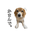 ビーグル ノアっち3（個別スタンプ：14）