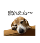 ビーグル ノアっち3（個別スタンプ：15）