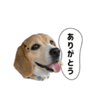 ビーグル ノアっち3（個別スタンプ：16）
