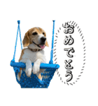 ビーグル ノアっち3（個別スタンプ：19）