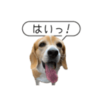 ビーグル ノアっち3（個別スタンプ：21）