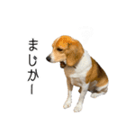 ビーグル ノアっち3（個別スタンプ：23）