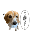ビーグル ノアっち3（個別スタンプ：25）