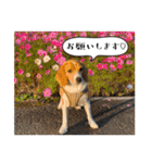 ビーグル ノアっち3（個別スタンプ：27）