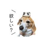 ビーグル ノアっち3（個別スタンプ：30）
