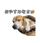 ビーグル ノアっち3（個別スタンプ：31）