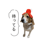 ビーグル ノアっち3（個別スタンプ：32）