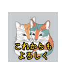 毎日気持ちを伝えるかわいい猫（個別スタンプ：13）