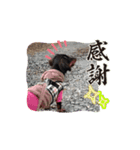 まろ犬モカの動画stamp（個別スタンプ：1）