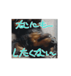 まろ犬モカの動画stamp（個別スタンプ：6）